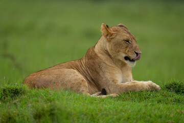 Lioness lies on grassy mound licking lips