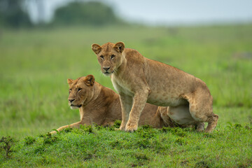 Lioness gets up beside another on mound