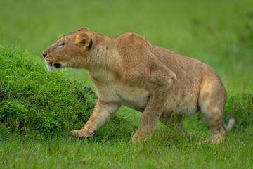Lioness crouches behind grassy mound in rain