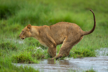 Lioness jumps across puddle on grassy floodplain