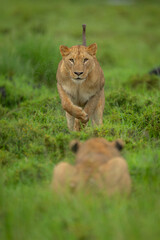 Lioness jumps towards sister lying in bushes