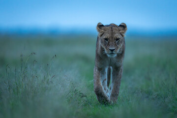 Lioness crossing grass towards camera lifting paw