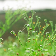 This collection of photos is a delicate artistic portrayal, capturing the stunning beauty of flowers and grass through creative perspectives. Soft petals in vibrant colors blend seamlessly with lush g