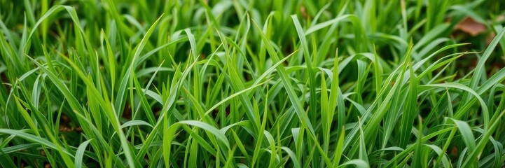 Obraz premium Fresh spring green grass with dew drops shining in the morning sun, landscape, plant