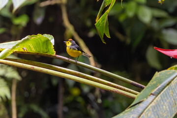 yellow bird on a branch