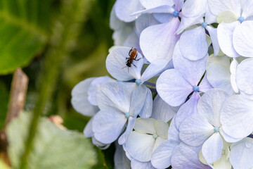 bee on a flower