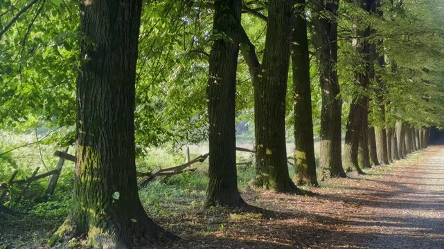 viale alberato, tree-lined avenue