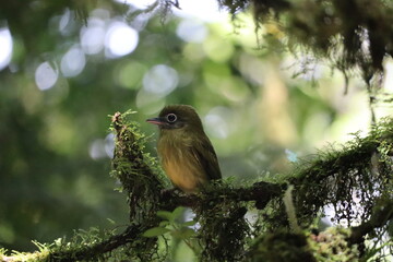 Yellowish Flycatcher, Monteverde Cloud Forest, Costa Rica