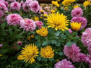 Vibrant Yellow and Pink Flowers in a Lush Garden Setting