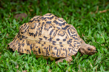 The leopard tortoise (Stigmochelys pardalis) is a large, herbivorous tortoise native to the grasslands and savannas of Africa. Known for its domed shell with striking black and yellow patterns