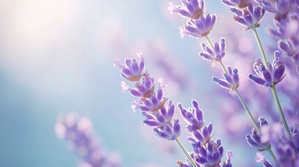 Obraz premium Delicate Lavender Blooms with Soft Background Light