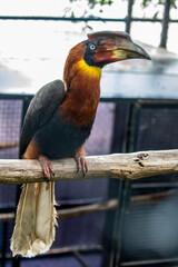 The Southern rufous hornbill (Buceros mindanensis), is a large species of hornbill endemic to the Philippines. Its described as a large bird with a dark body, rufous legs, chest and neck