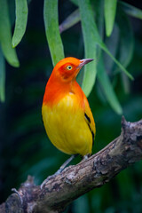 The Flame Bowerbird (Sericulus ardens) is a vibrant bird species native to the rainforests of New...