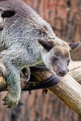 The Grizzled Tree-Kangaroo (Dendrolagus inustus) is a tree-dwelling marsupial found in the rainforests of New Guinea and nearby islands. It has a distinctive grizzled or speckled fur pattern