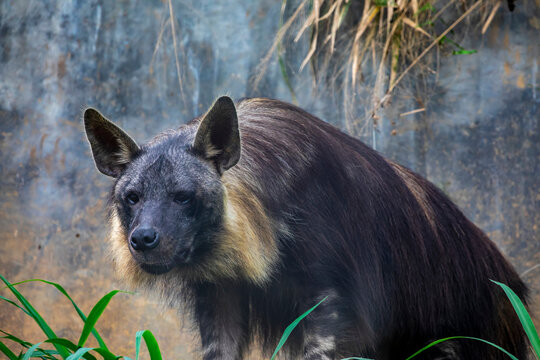 The brown hyena (Parahyaena brunnea) is currently the rarest species of hyena.
It is distinguished from other species by their long shaggy dark brown coat, pointed ears, and short tail.
