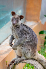 The Grizzled Tree-Kangaroo (Dendrolagus inustus) is a tree-dwelling marsupial found in the rainforests of New Guinea and nearby islands. It has a distinctive grizzled or speckled fur pattern