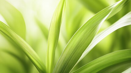 Obraz premium Fresh Green Leaf Abstract Background for Nature Themes