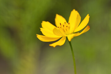 close up cosmos flower, pretty cosmos caudatus kunth, yellow cosmos flower, yellow flowers with green background, beautiful yellow flower, yellow petals 