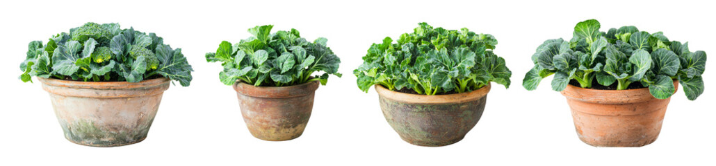 Naklejka premium collection of potted leafy vegetables in various sizes, showcasing vibrant green foliage and earthy pots, perfect for gardening enthusiasts