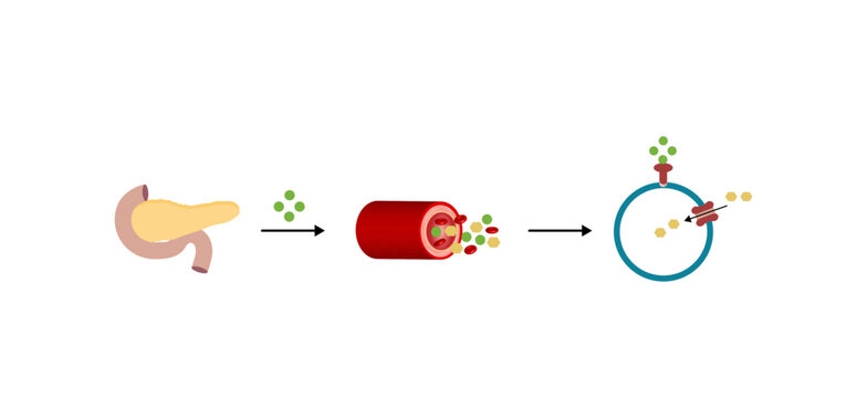 Insulin mechanism of action, regulates glucose metabolism and glucose blood level. Insulin is the key that unlocks glucose channel. Insulin resistance. Vector illustration.