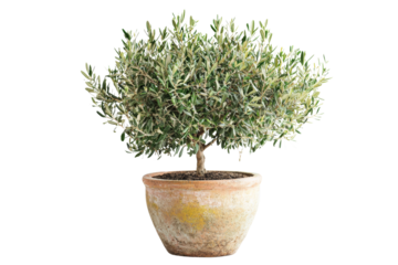 Olive tree in rustic pot, showcasing lush green leaves and sturdy trunk, perfect for home decor or gardening enthusiasts