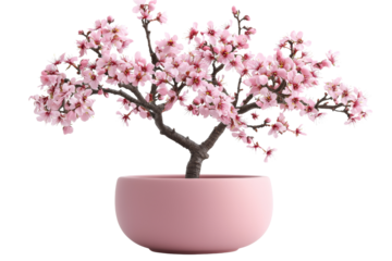 beautiful pink cherry blossom tree in round pink pot, showcasing delicate flowers and intricate branches, perfect for home decor or spring themes