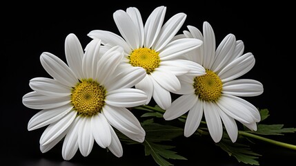 Obraz premium Vibrant daisies in nature showcasing a stunning display of floral elegance and peaceful beauty