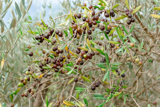 La leccino est l'une des principales vari&eacute;t&eacute;s d'olive cultiv&eacute;es en Toscane