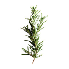 Fototapeta premium rosemary isolated on white