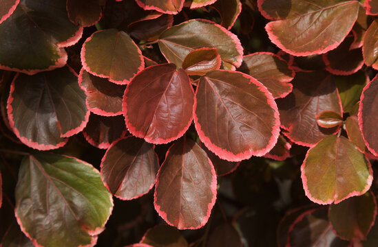 Colorful foliage of Acalypha wilkesiana,  copperleaf plant, natural floral background