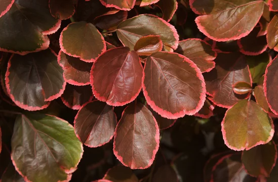 Colorful foliage of Acalypha wilkesiana, copperleaf plant, natural floral background
