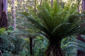 landscape background shot of flora and fauna in forest