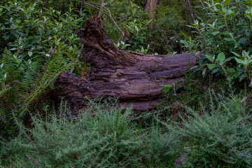 closeup background shot of flora and fauna