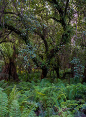 landscape background shot of flora and fauna in forest