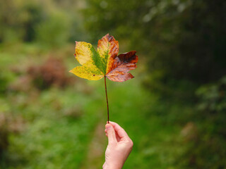 Closeup of hands holding maple leaf in early autumn, with hints of green transitioning to yellow....