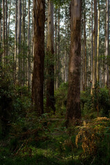Fototapeta premium landscape background shot of flora and fauna in forest