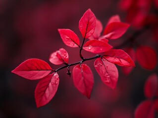 Vibrant Red Leaves Branch Closeup Photography