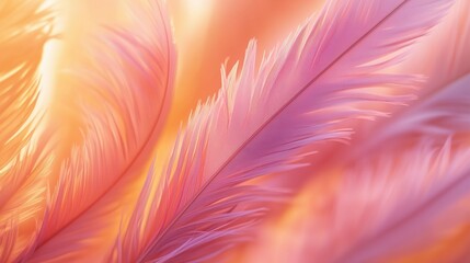 Pink feathers creating gentle, elegant background with warm light