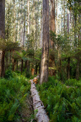 landscape background shot of flora and fauna in forest