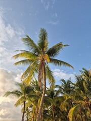 Palm trees and blue skies on a beach