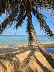 Palm tree on a serene, peaceful beach