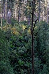 landscape background shot of flora and fauna in forest