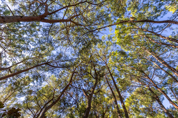 Tall, Lush Trees in the Forest Rising into the Sky.