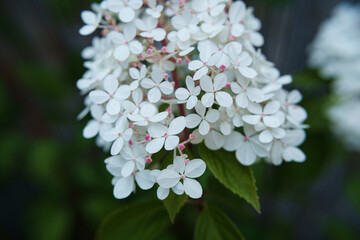 flowers in the garden