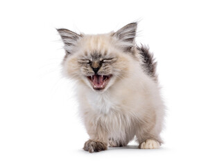 Adorable cute tabby Sacred Birman cat kitten, standing facing front. Meowing or laughing with mouth open showing teeth. Eyes closed. isolated on a white background.