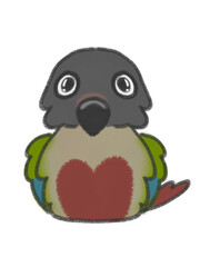 Fluffy normal greencheek conure