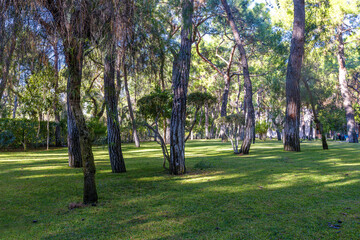 Stunning Image of Towering, Verdant Trees in a Forest