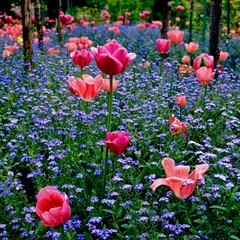 Tulips and Forget-me-not's at Monet's Garden at Giverny © Garden Guru