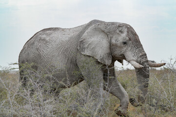 elefanten auf der wanderung im trockenen etoshagebiet in namibia