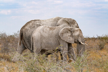 zwei elefanten auf der wanderung im trockenen etoshagebiet in namibia © Markus Kammermann